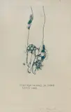 Jim Dine, Study for the rings on Dorian Gray's hand