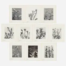 Edwin Hale Lincoln, Wild Flowers of New England, Part IX and XI, 1904-07, platinum print