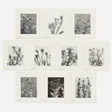 Edwin Hale Lincoln, Wild Flowers of New England, Part IX and XI, 1904-07, platinum print