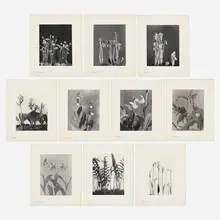 Edwin Hale Lincoln, Wild Flowers of New England, Part VII and XII, 1904-07, platinum print