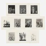 Edwin Hale Lincoln, Wild Flowers of New England, Part VII and XII, 1904-07, platinum print