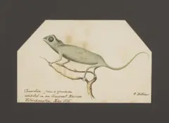 O Robbins, Untitled, watercolour