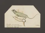 O Robbins, Untitled, watercolour
