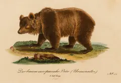 J. L. Buchner, Der Braune Europaeische Bar, circa 1830, (from Die Saugethiere), lithograph with original hand coloring