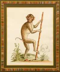 George Edwards, Pig Tailed Monkey from "Gleanings of Natural History," 1755, hand colored, engraving, print