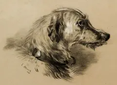 Russian Wolfhound by E. Aldworth, 1894, charcoal and gouache, offered Dec 2021