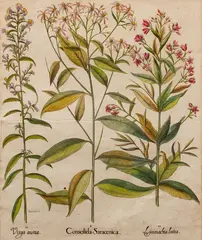Title: Consolida Saracenica for "Hortus Eystettensis" , Date: Nuremberg, 1613, 1640, and 1713. , Medium: Large Folio Copper Plate by Basil Besler, Engraving with hand coloring , Dimensions:, offered Dec 2021