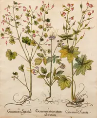 Title: Geranium Moscatum Odoratum for "Hortus Eystettensis", Date: Nuremberg, 1613, 1640, and 1713. Medium: Large Folio Copper Plate by Basil Besler, Engraving with hand coloring, Dimensions:, offered Dec 2021