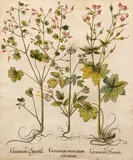 Basil Besler, Title: Geranium Moscatum Odoratum for "Hortus Eystettensis", Date: Nuremberg, 1613, 1640, and 1713. Medium: Large Folio Copper Plate