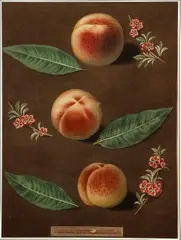 George Brookshaw, Peaches, Pl XXXV, aquatint with stipple engravings, printed in colors and finished by hand on single
