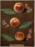 George Brookshaw, Peaches, Pl XXXV, aquatint with stipple engravings, printed in colors and finished by hand on single