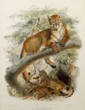 Daniel Giraud Elliot, Cougar, Puma, Panther and American Lions (Felis Concolor), 1883, handcolored, lithograph