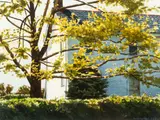 Raymond DeFazio, Sycamore, 1983, watercolor
