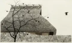 Crow No. 3 by Ryohei Tanaka, 1988, etching with aquatint, offered Dec 2021