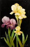 Roy Hilton, Purple and Yellow Irises on a Black Background, oil on artist board