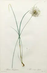 Pierre-Joseph Redouté, Allium Longispathum / Ail a Longues Spathes (Garlic) -- Plate 316 from Les Liliacees, c.1810, hand colored stipple, engraving, site