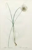 Pierre-Joseph Redouté, Allium Longispathum / Ail a Longues Spathes (Garlic) -- Plate 316 from Les Liliacees, c.1810, hand colored stipple, engraving, site