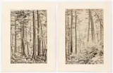Andrey Avinoff, Untitled (Interior drawings of Cooks Forest, Pennsylvania), circa 1930s, pair of