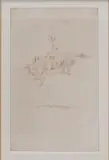 Edward Borein, Featured in this lot is an, etching
