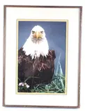 Untitled by Harold. E. Wilson, photograph bald eagle, offered Jun 2023