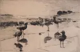 Frank Benson, - ''Black Breast Plover'' (Paff 71)-, etching, 1915