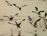 Frank Weston Benson, - "Rising Geese" (Paff 238)-, drypoint, 1924