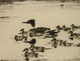 Frank Weston Benson, - "Sheldrake's Brood" (Paff 258)-, drypoint, 1926
