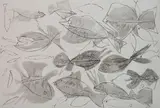 Walter Hoyle, - "Fish I"-, etching