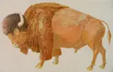 Don Nice, - ''Buffalo''-