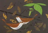 Charley Harper, - ''Wood Thrushes''-, silkscreen in color