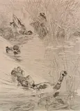 Félix Bracquemond, - ''Ebats De Canards'' (Beraldi 221 iii/IV)-, etching, 1878