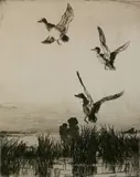 Frank Weston Benson, - ''Towering Widgeon'' (Paff 260 vii/VII)-