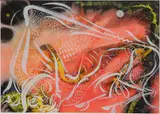 Paul B. Travis, - ''Pink Bull''-