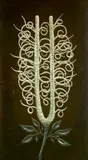 Scott Miller, - Untitled-, oil on canvas, from The Epiphyte series