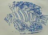 Mayumi Oda, - ''Lion Fish''-, etching in blue