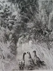- ''Canards Surpris''- by Félix Bracquemond, etching, 1882, offered Dec 2015