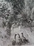 Félix Bracquemond, - ''Canards Surpris''-, etching, 1882