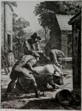Charles Tunnicliffe, - ''To The Slaughter''-