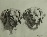 William Robinson Leigh, - ''Bear Dogs''-, etching, c. 1935