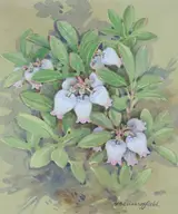 Gordon Beningfield, Bearberry