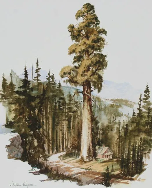John Tayson, Giant Sequoia Tree, Water Color on Water Color Paper