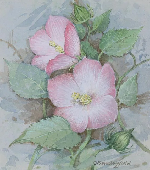 Rose Mallow by Gordon Beningfield, Water Color on Cold Press Illustration Board, sold Jun 2021