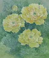 Gordon Beningfield, Prickly Pear