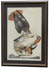 John James Audubon, Red-Tailed Hawk