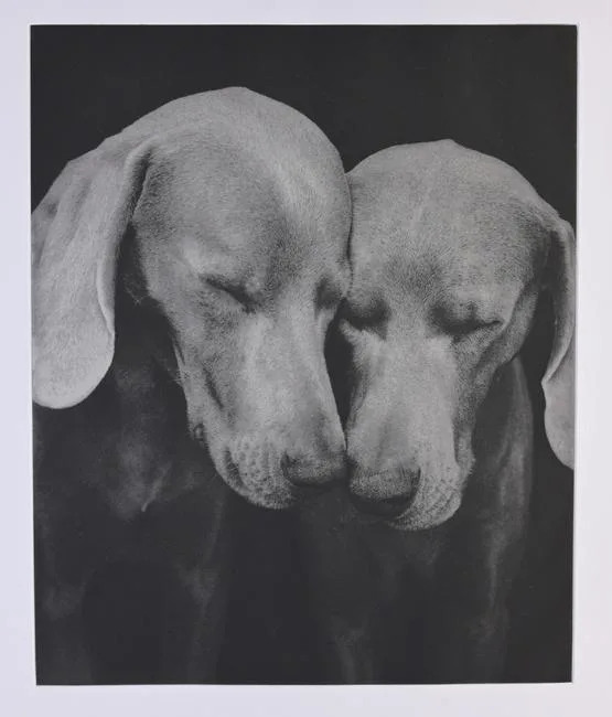 William Wegman, Reflectional, 2002, photogravure