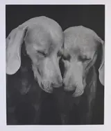 William Wegman, Reflectional