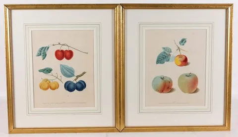 George Brookshaw, Untitled, Prints