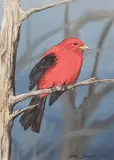 Steve Leonardi, - Cardinal-, watercolor and gouache on illustration board, 1992