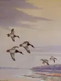 Benson B Moore, - ''Winter Evening On The Potomac - Canvasbacks''-, watercolor and gouache on illustration board