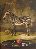 Sherrie Wolf, - ''Zebra with Cherry and Fava Bean''-, etching, aquatint and photogravure, 2011